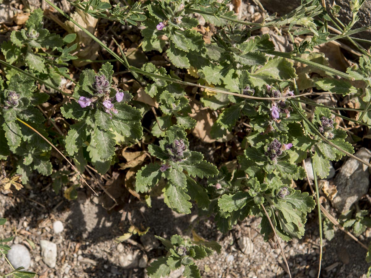 Teucrium chamaedrys